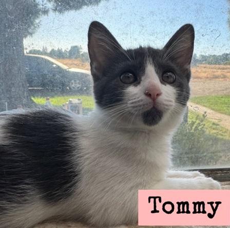 adoptable Cat in Parlier, CA named Tommy