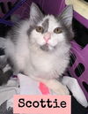 adoptable Cat in Parlier, CA named Scottie