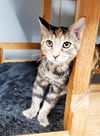 adoptable Cat in Parlier, CA named Kitten 25923 (Chloe)