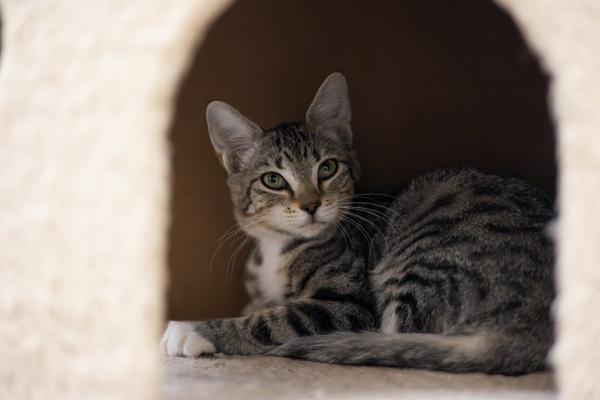 adoptable Cat in Parlier, CA named Tiger lily