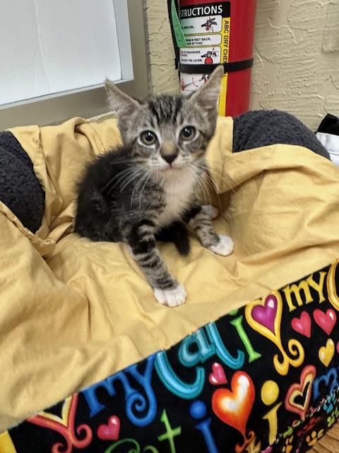 adoptable Cat in Parlier, CA named Bert