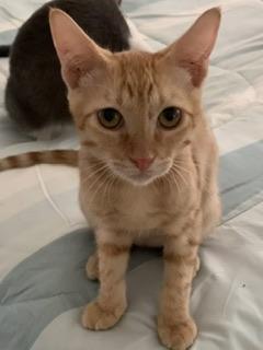 adoptable Cat in Parlier, CA named Nelson