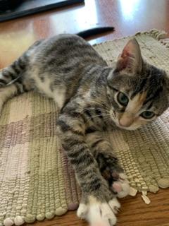 adoptable Cat in Parlier, CA named Emmy