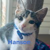 adoptable Cat in Parlier, CA named Hanson