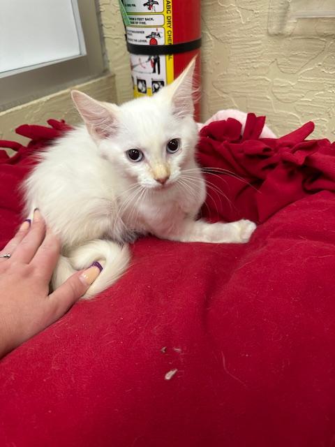 adoptable Cat in Parlier, CA named Cream Brule