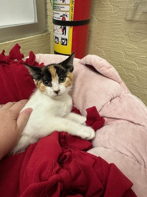 adoptable Cat in Parlier, CA named Parfait