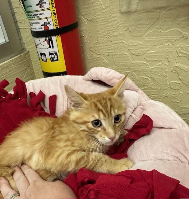 adoptable Cat in Parlier, CA named Pumpkin Muffin