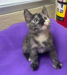 adoptable Cat in Parlier, CA named Charlotte