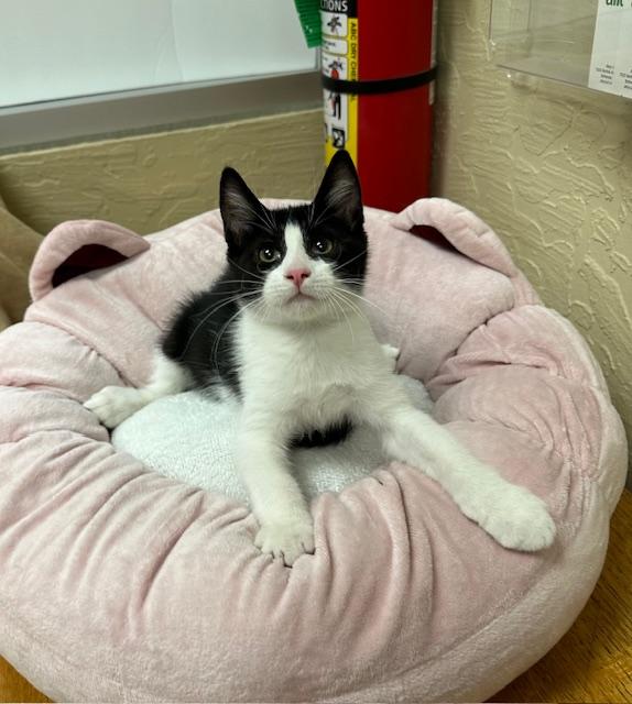 adoptable Cat in Parlier, CA named Felix