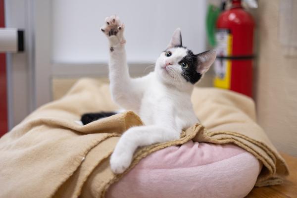 adoptable Cat in Parlier, CA named Fabio