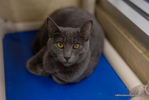 adoptable Cat in Parlier, CA named Betsy