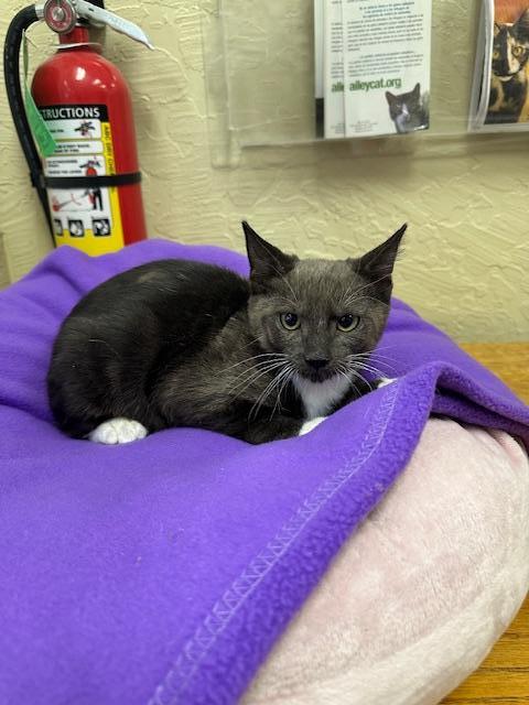 adoptable Cat in Parlier, CA named Coal