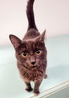 adoptable Cat in  named Cat 25605 (BK)