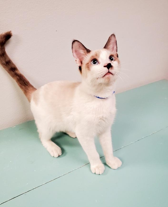 adoptable Cat in Parlier, CA named Kitten 25850 (McKitters)