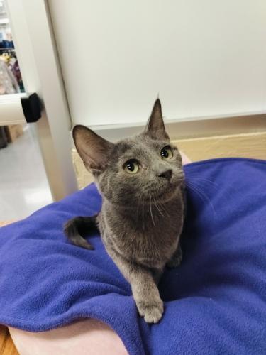 adoptable Cat in Parlier, CA named Oregano