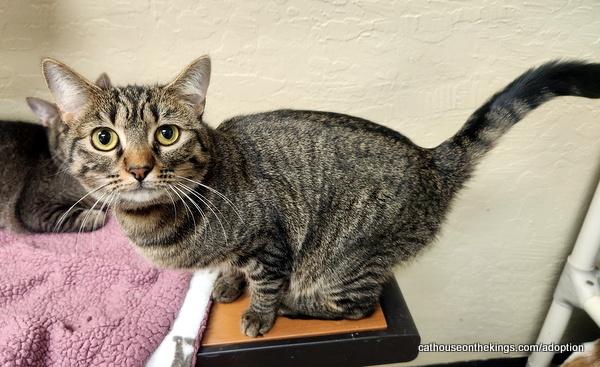 adoptable Cat in Parlier, CA named Cleopatra