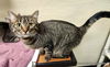 adoptable Cat in parlier, CA named Cleopatra