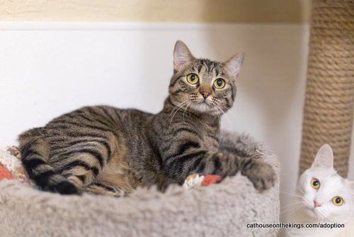 CLEOPATRA - Tabby / Domestic Medium Hair available for adoption