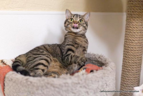 CLEOPATRA - Tabby / Domestic Medium Hair available for adoption