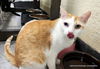 adoptable Cat in parlier, CA named Coral