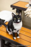 adoptable Cat in parlier, CA named Daily