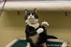 adoptable Cat in parlier, CA named Dixie