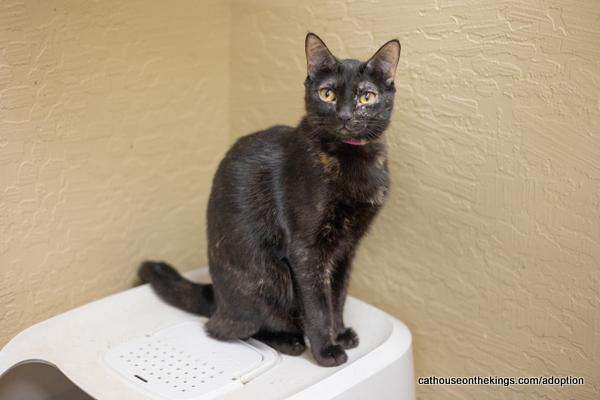 adoptable Cat in Parlier, CA named Dolce