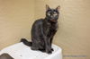 adoptable Cat in parlier, CA named Dolce