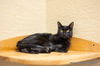 adoptable Cat in parlier, CA named Estella