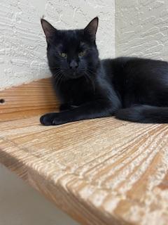 ESTELLA - Domestic Short Hair available for adoption
