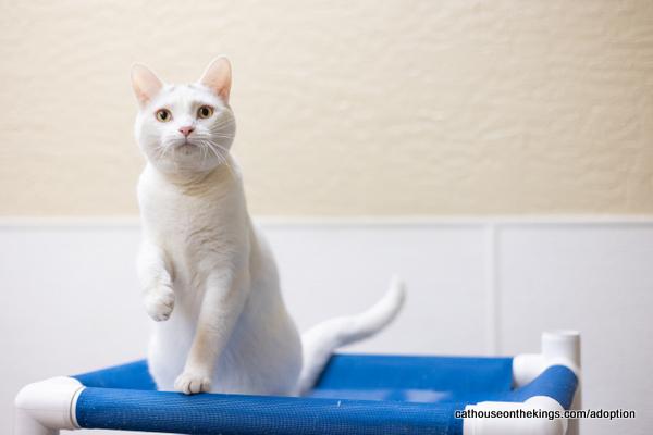 adoptable Cat in Parlier, CA named Cleo