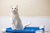 adoptable Cat in parlier, CA named Cleo