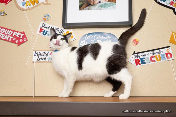 adoptable Cat in Parlier, CA named Clover