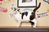 adoptable Cat in parlier, CA named Clover