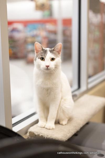 adoptable Cat in Parlier, CA named Gene
