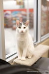 adoptable Cat in parlier, CA named Gene