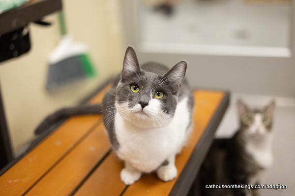 adoptable Cat in Parlier, CA named Gigi