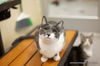adoptable Cat in parlier, CA named Gigi