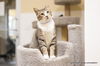 adoptable Cat in parlier, CA named Gus Gus