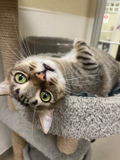 adoptable Cat in Parlier, CA named Harvey