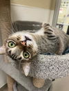 adoptable Cat in parlier, CA named Harvey