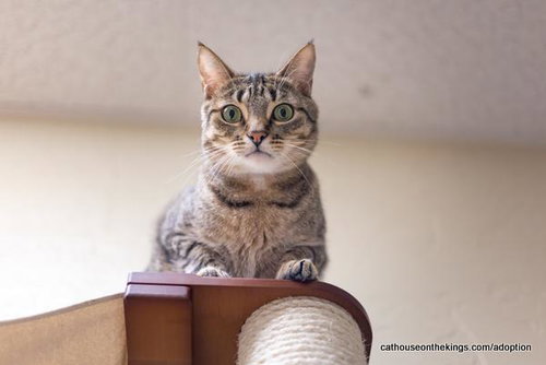HARVEY - Tabby available for adoption