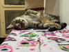 Harvey - Photo 4