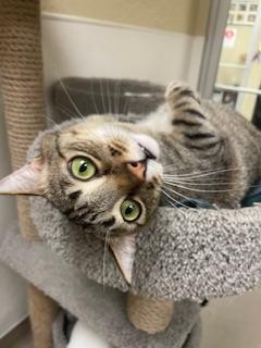 HARVEY - Tabby for adoption in Fresno