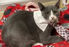 adoptable Cat in parlier, CA named Isabella