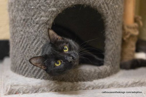 picture of the cat needing adoption