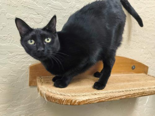 JASMINE - Domestic Short Hair available for adoption