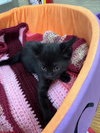 Jasmine - Photo 4
