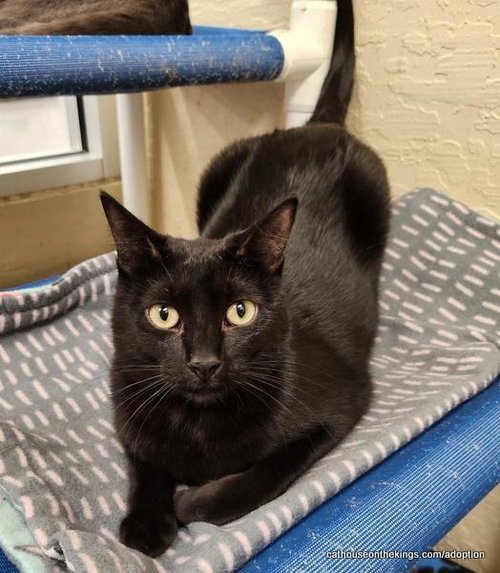 picture of the cat needing adoption