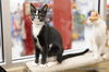 adoptable Cat in parlier, CA named Milo